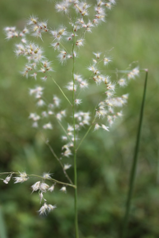 Melinis repens subsp. grandiflora image