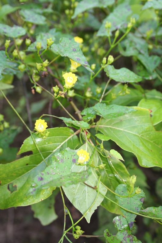 Merremia hederacea image