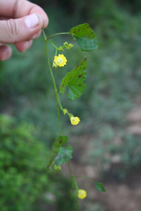 Merremia hederacea image