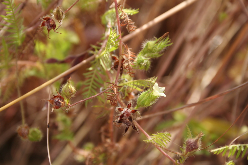 Xenostegia pinnata image