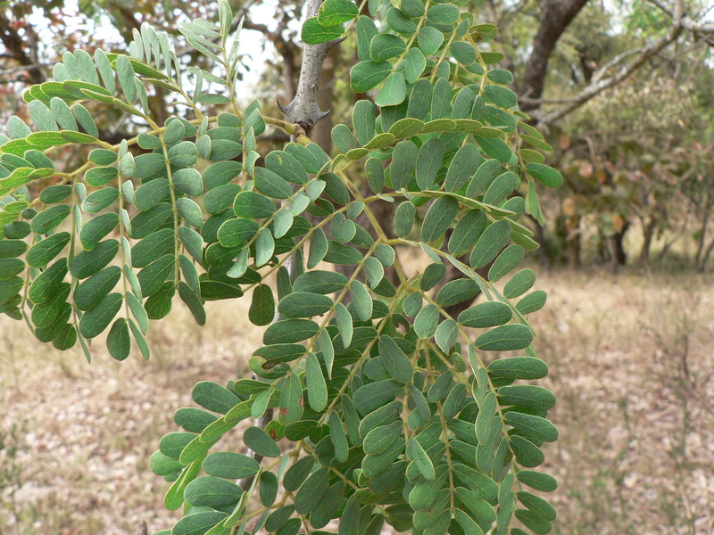 Acacia mossambicensis image