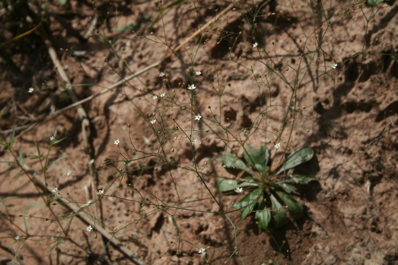 Paramollugo nudicaulis image