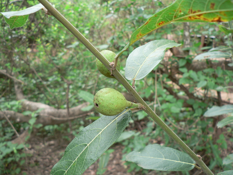 Ficus capreifolia image