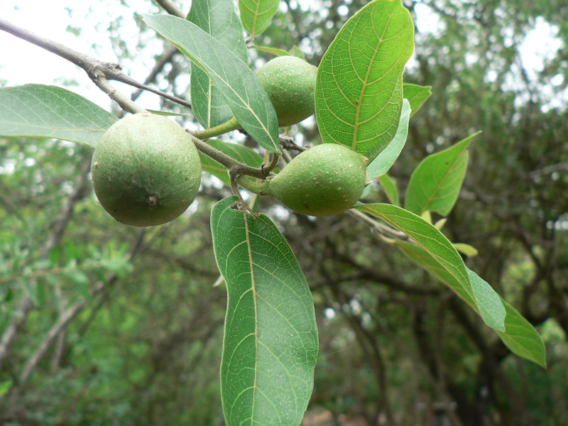 Ficus capreifolia image