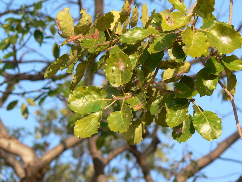 Ficus glumosa image