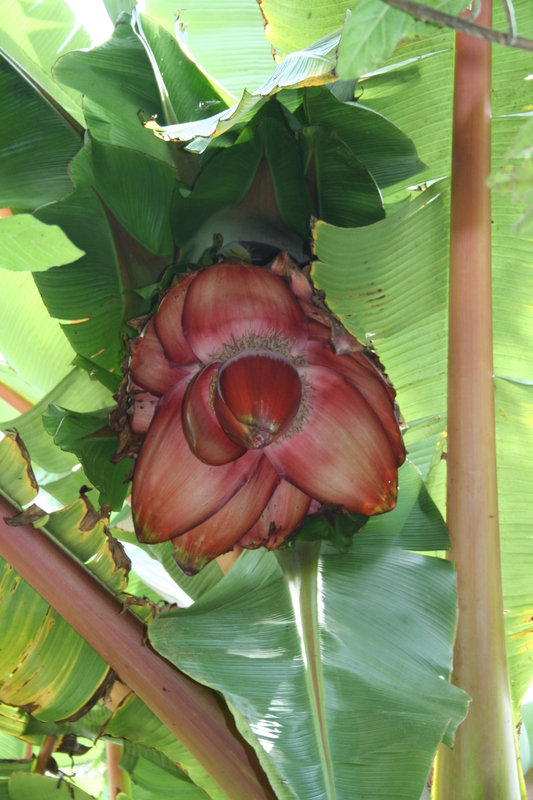 Ensete schweinfurthii image