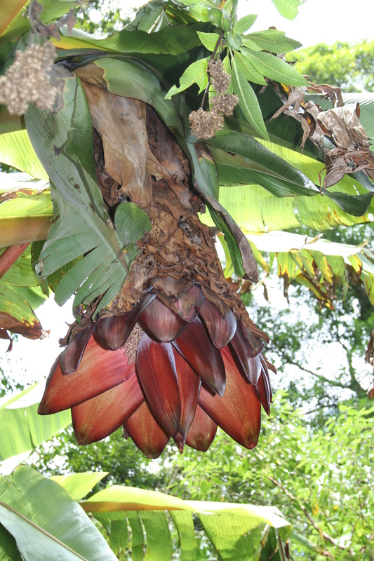 Ensete schweinfurthii image