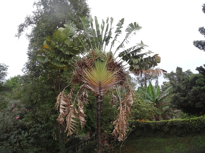 Ravenala madagascariensis Sonn., Plants of the World Online