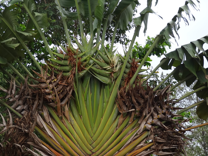 Ravenala madagascariensis Sonn., Plants of the World Online