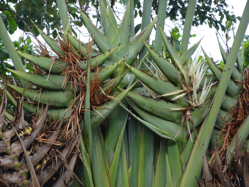 West African Plants - A Photo Guide - Ravenala madagascariensis Sonn.