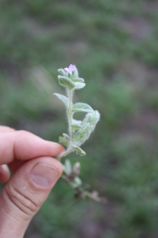 Nelsonia canescens image