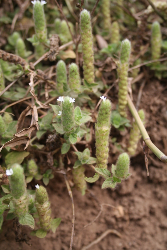 Nelsonia canescens image