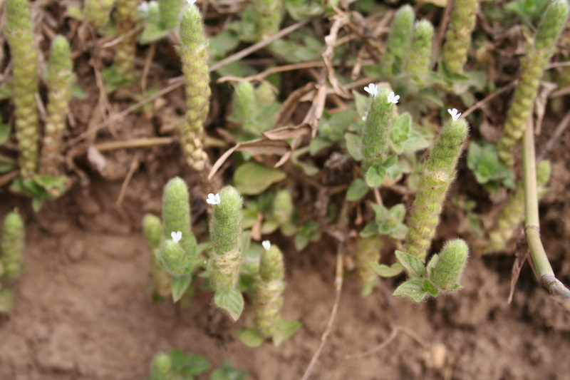 Nelsonia canescens image