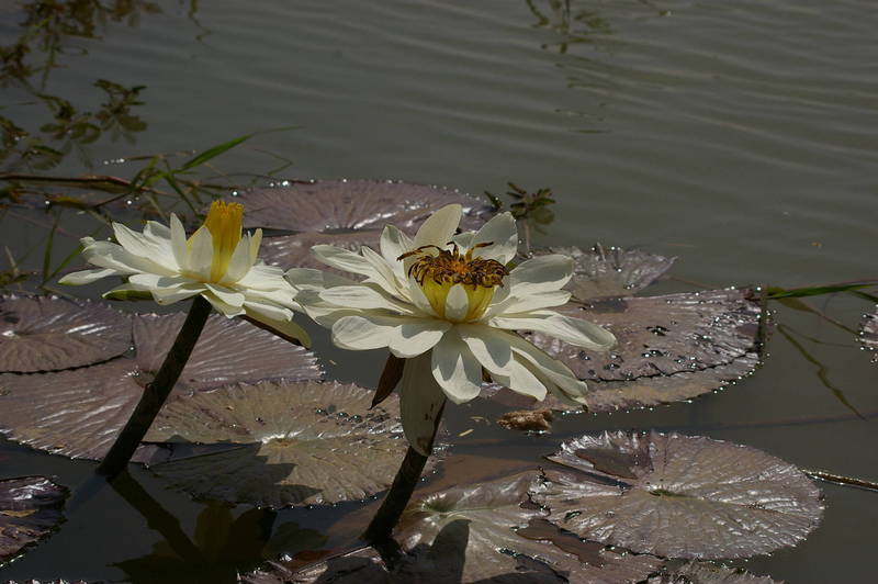 Nymphaea lotus (White Egyptian Lotus)