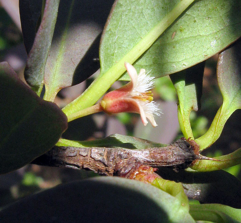 African Plants A Photo Guide Ximenia Caffra Sond