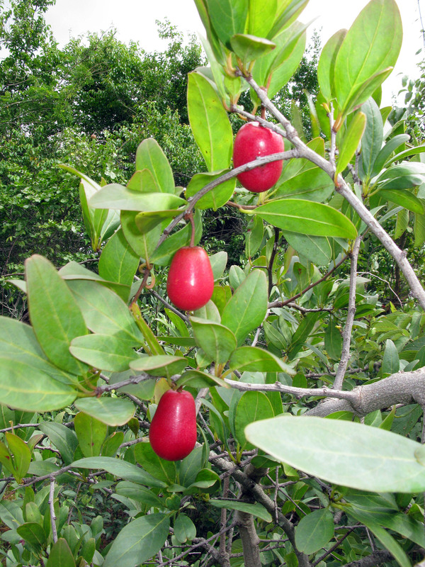 African Plants A Photo Guide Ximenia Caffra Sond