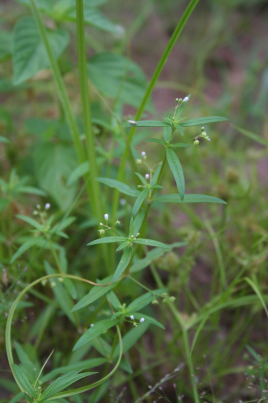 Oldenlandia corymbosa image