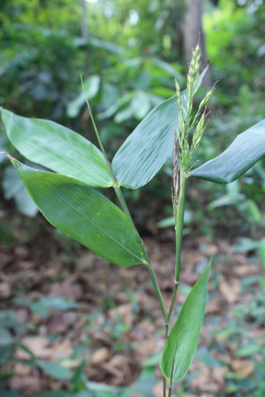 Olyra latifolia image