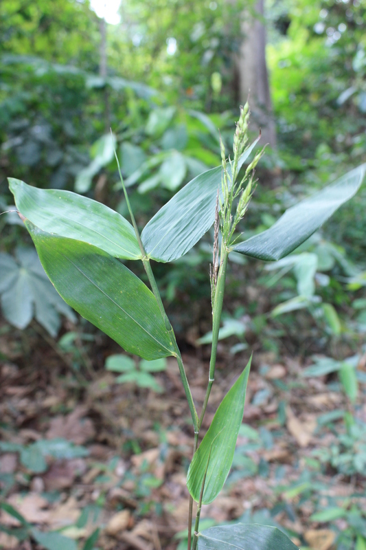 Olyra latifolia image