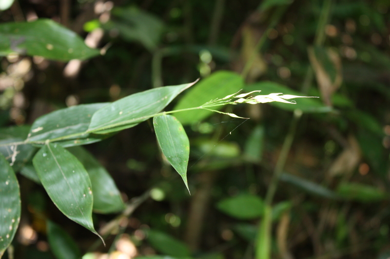 Olyra latifolia image