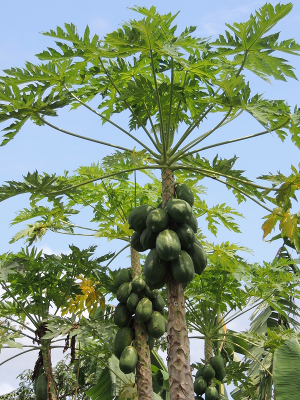 Segítsen a papaya a fogyásban - Papaya segít a fogyásban