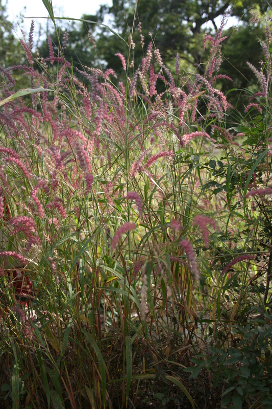 Cenchrus lanatus image