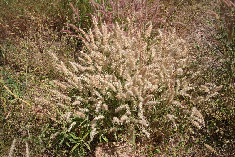 Cenchrus lanatus image