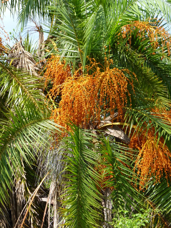 Phoenix reclinata online