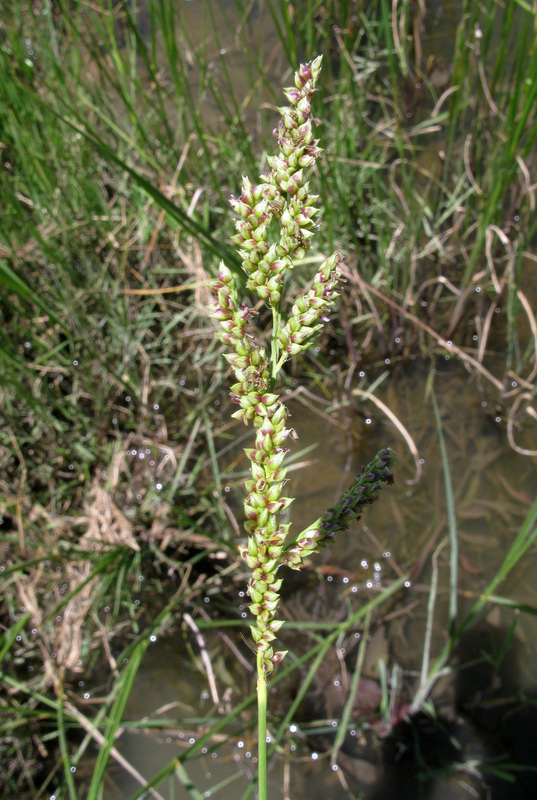 Echinochloa stagnina Alchetron, The Free Social Encyclopedia