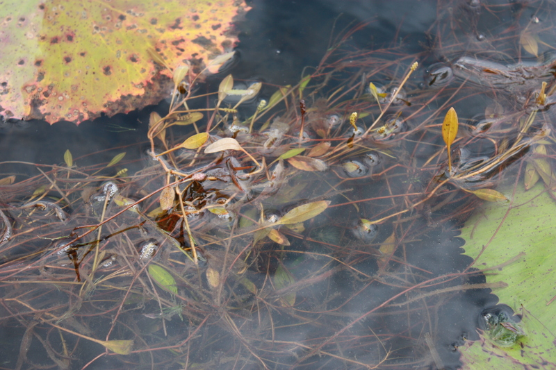 Potamogeton schweinfurthii image