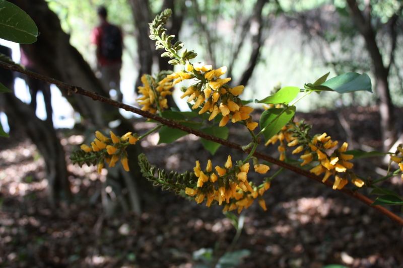 Pterocarpus santalinoides image