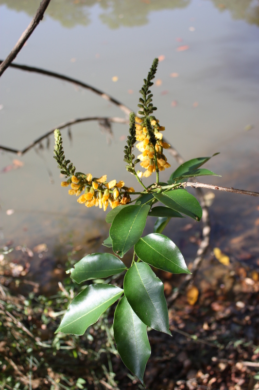 Pterocarpus santalinoides image