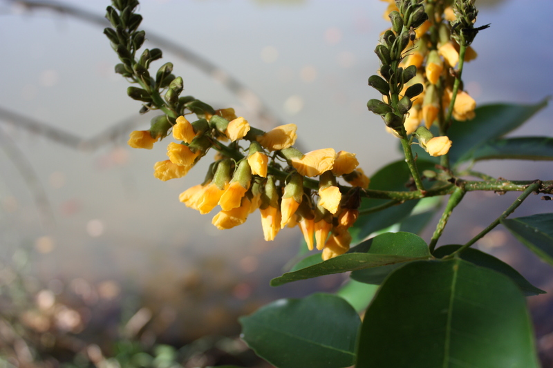 Pterocarpus santalinoides image