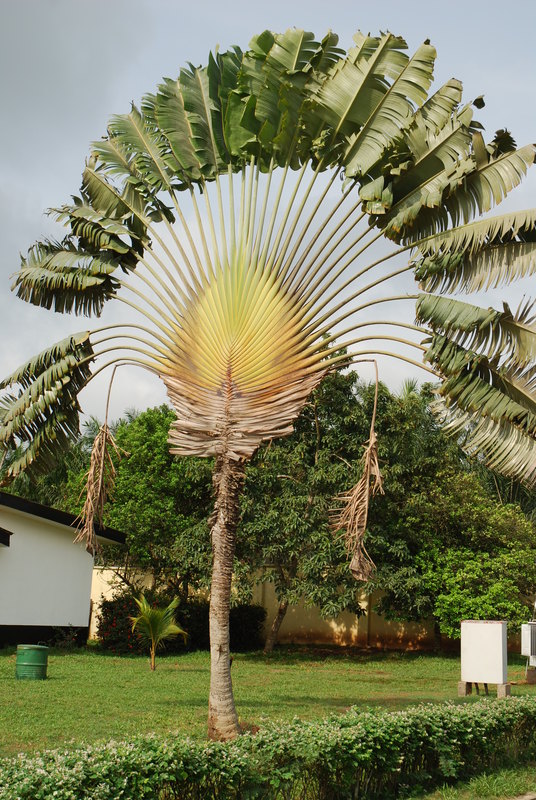 West African Plants - A Photo Guide - Ravenala madagascariensis Sonn.