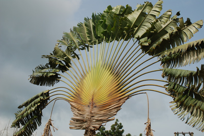 1 Plant of RAVENALA MADAGASCARIENSIS SONN. Plant