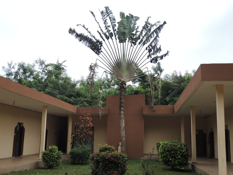 West African Plants - A Photo Guide - Ravenala madagascariensis Sonn.