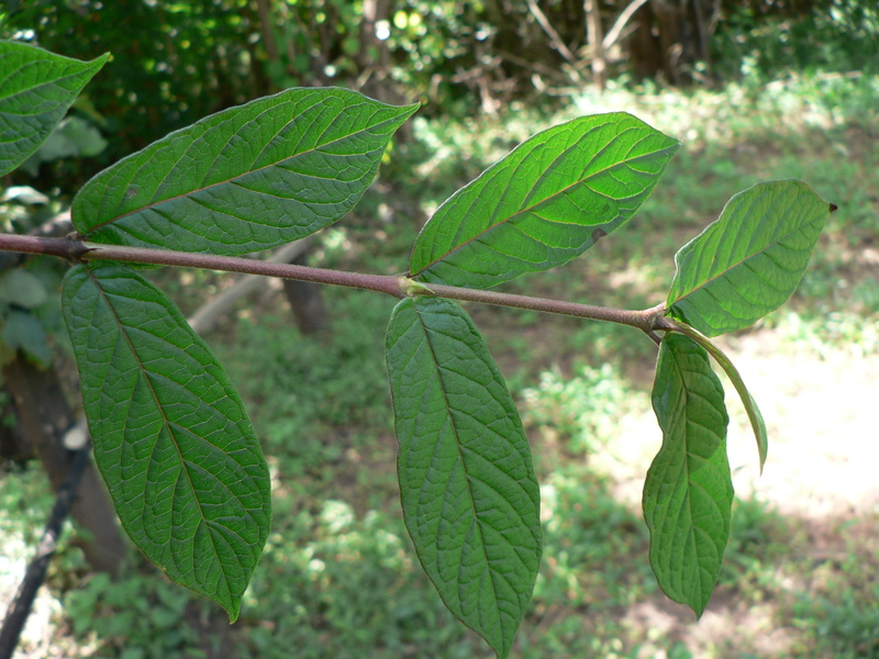 Feretia apodanthera image