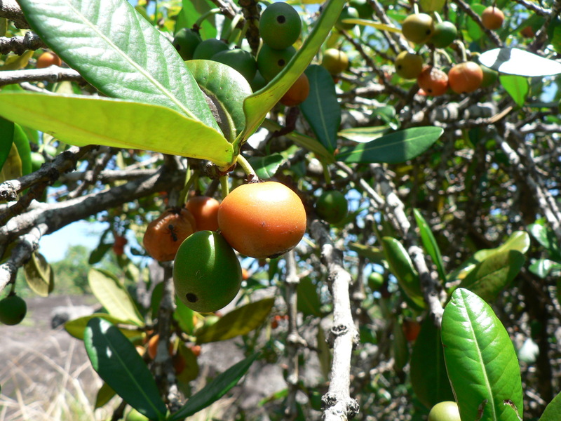 Garcinia livingstonei image