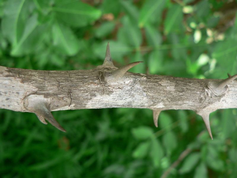 Zanthoxylum chalybeum image