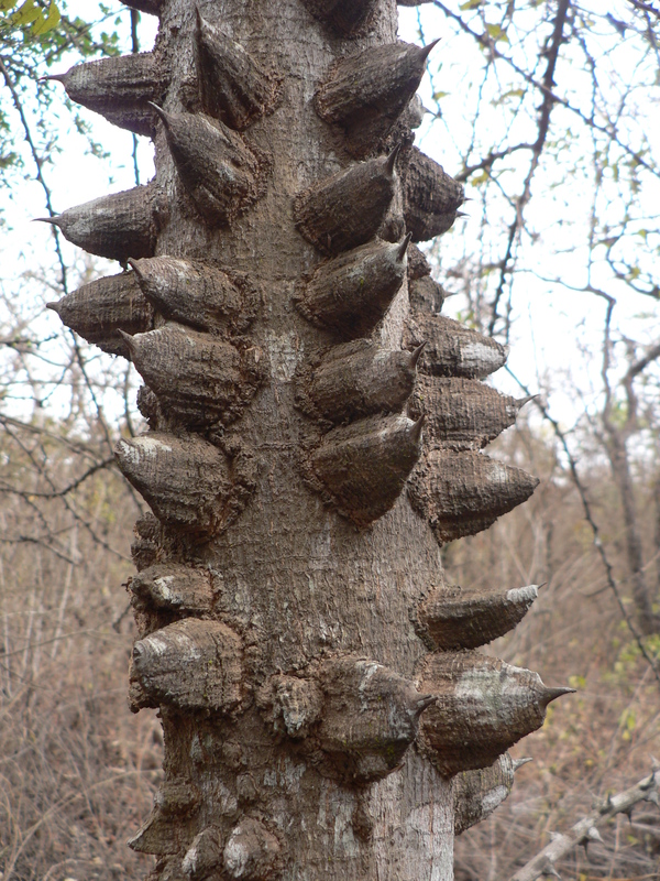 Zanthoxylum chalybeum image