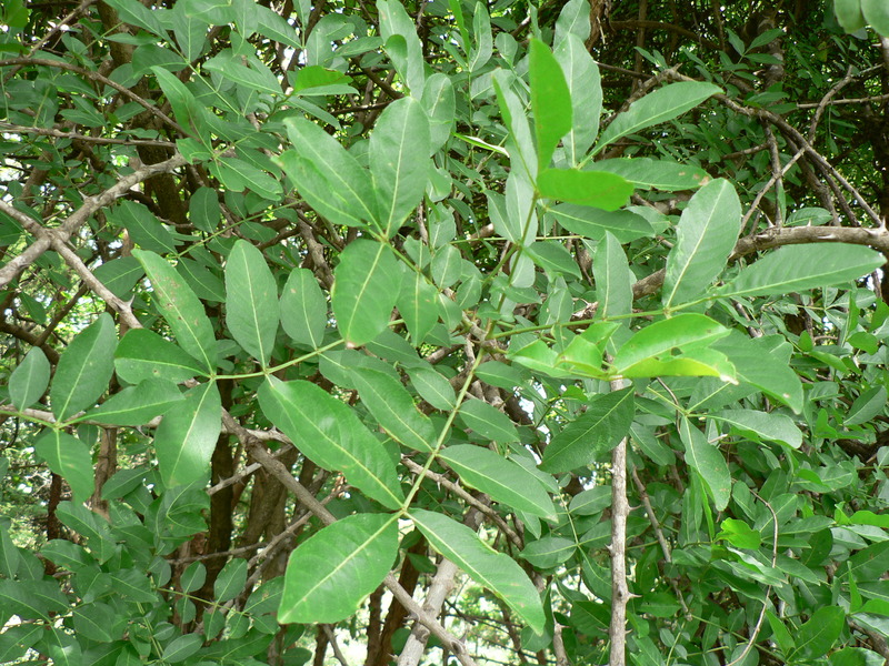 Zanthoxylum chalybeum image