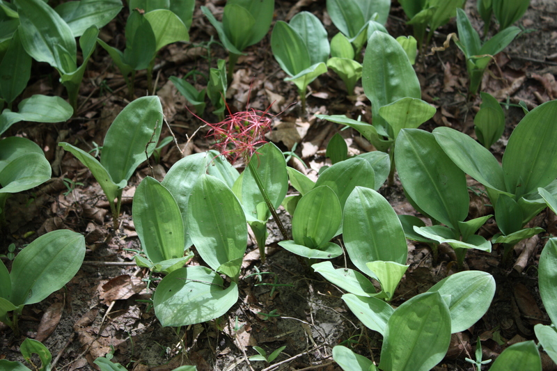 Scadoxus multiflorus image