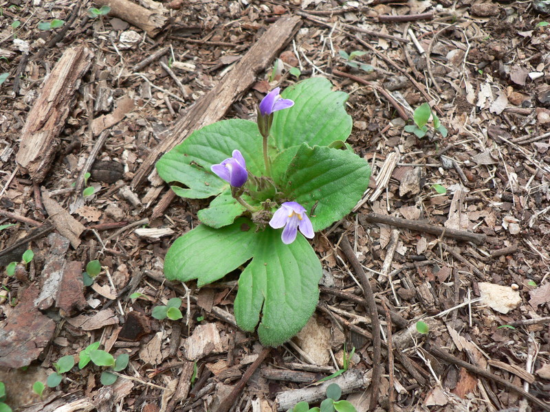 Craterostigma pumilum image