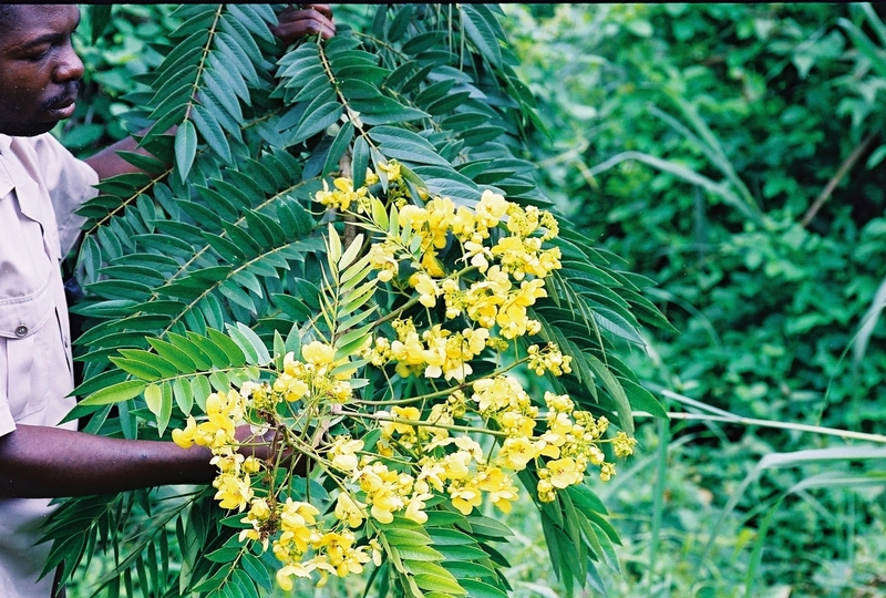 African Plants A Photo Guide Senna Spectabilis Dc H S Irwin Barneby
