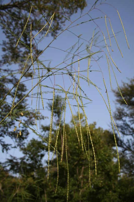 Sesbania leptocarpa image