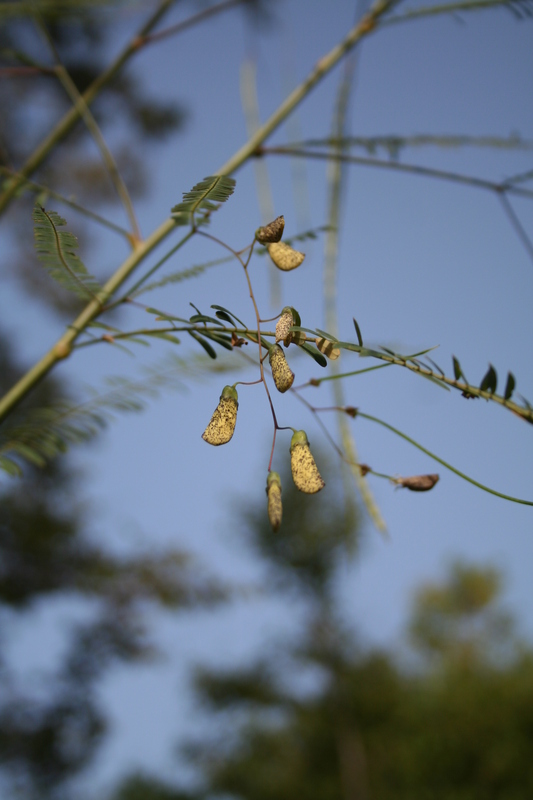 Sesbania leptocarpa image