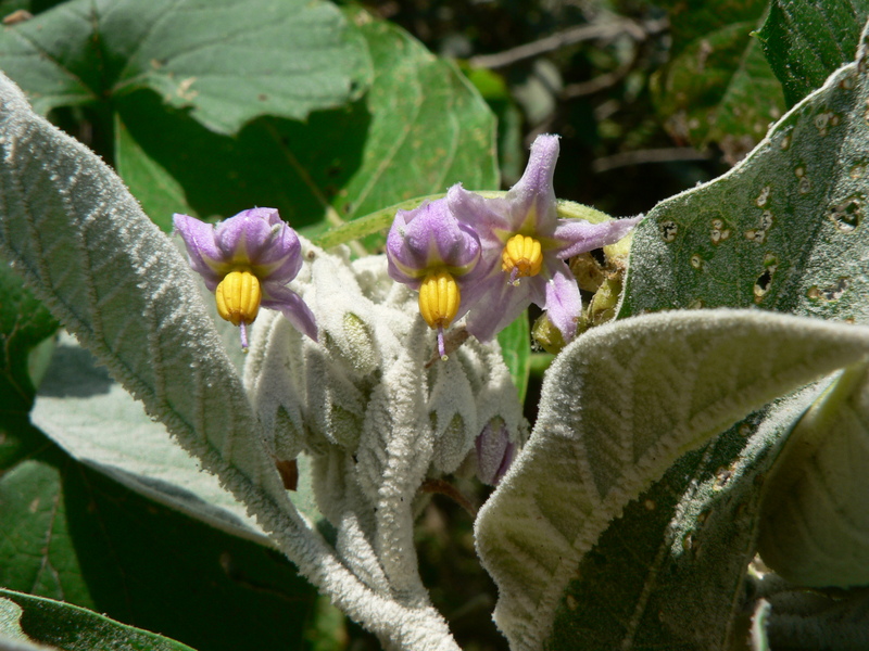 Solanum giganteum image