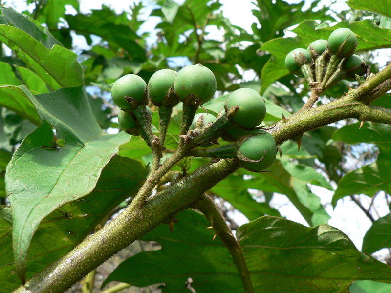 Solanum chrysotrichum image