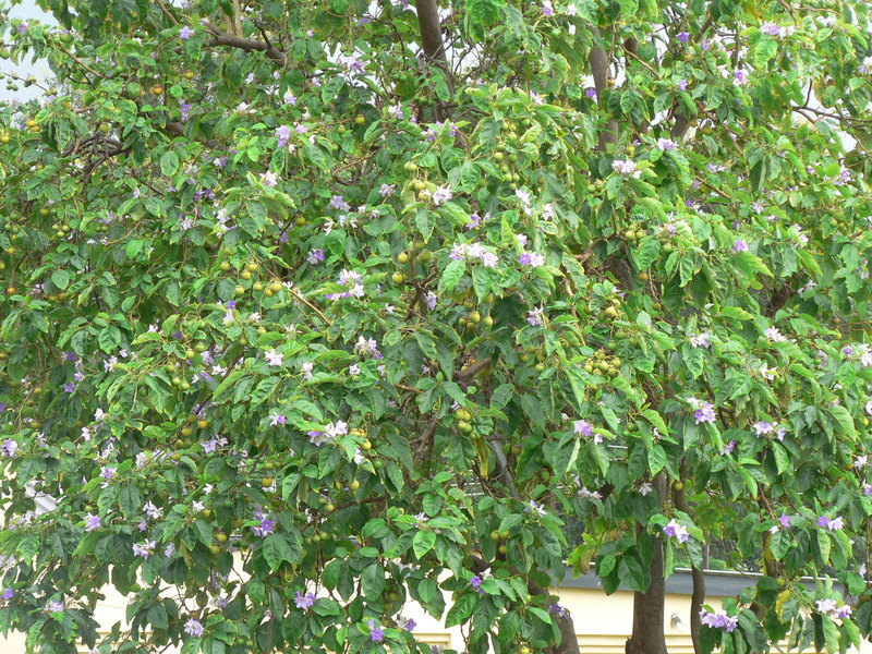 Solanum wrightii image