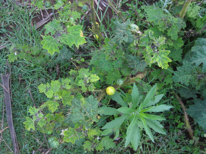 Mata-cavalo (Solanum aculeatissimum Jacq.) - AgriPorticus fotos e